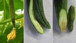 Biology of Mycosphaerella